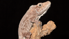 Cuban False Chameleon Caresheet and Bioactive Habitat Maintenance