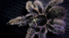 The Care and Maintenance of the Curly Hair Tarantula