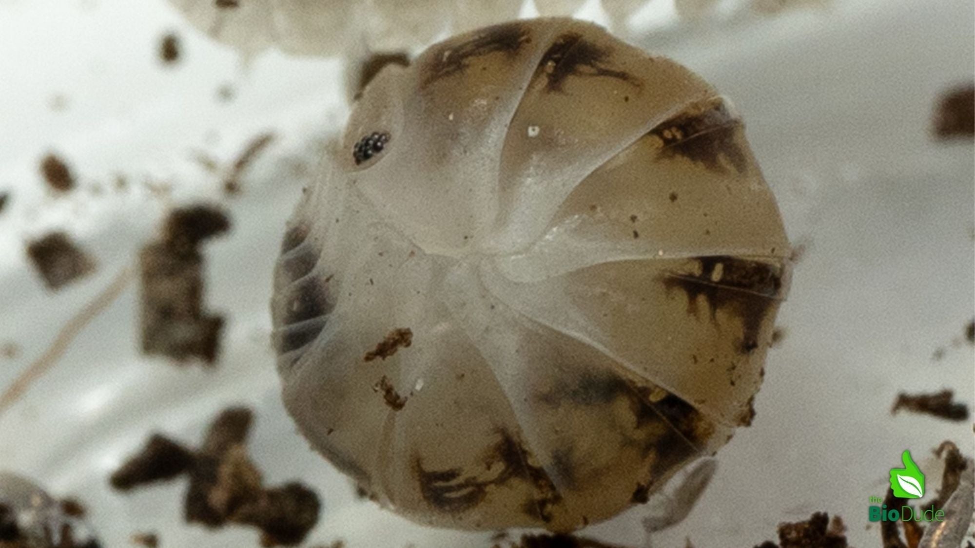 Dalmatian Isopod Care Sheet