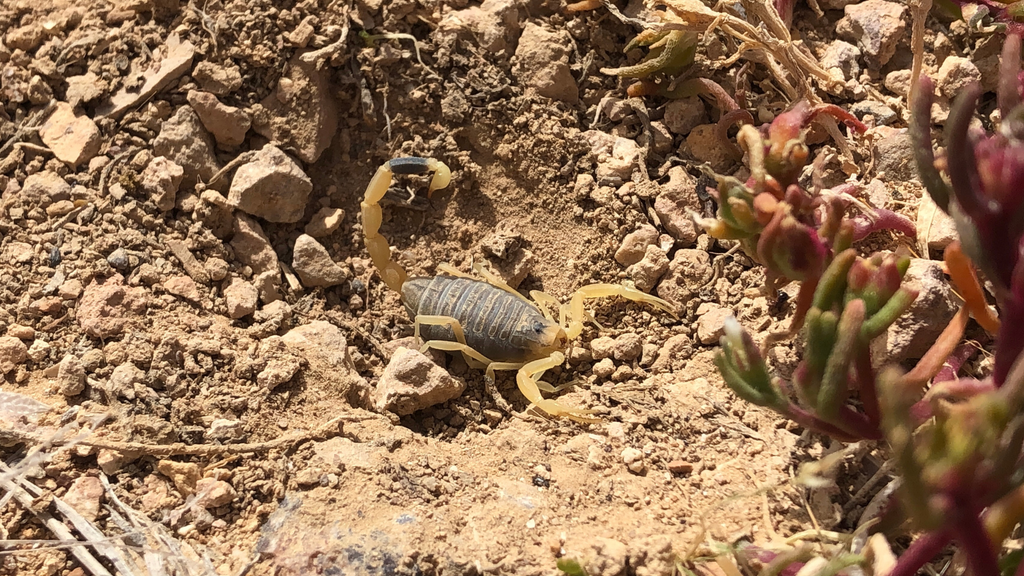 The Care and Maintenance of the Desert Hairy Scorpion (Hadrurus arizonensis)