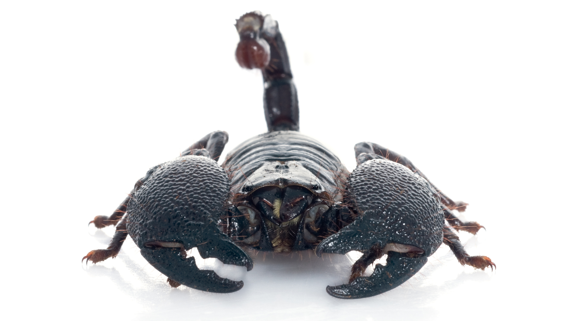 Emperor Scorpion Care Sheet and Bioactive Maintenance