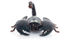 Emperor Scorpion Care Sheet and Bioactive Maintenance