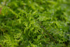 Fern Moss - Thuidium Cymbifolium Caresheet
