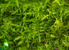 Fern Moss - Thuidium Cymbifolium Caresheet