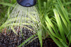 Do You Need to Water the Plants in Your Vivarium, or Is Misting Enough?