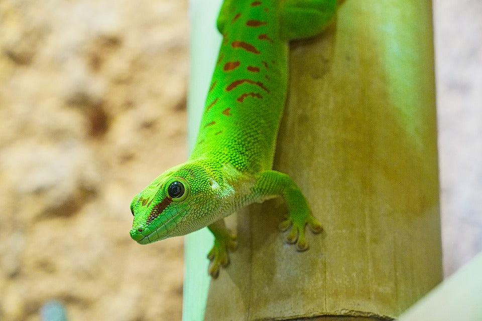 What is the best type of decor for arboreal reptiles?
