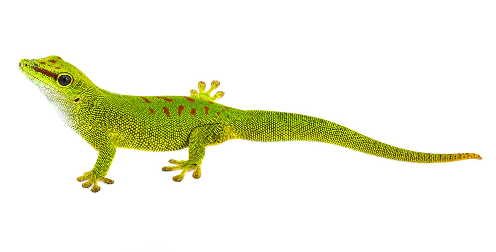 Giant Day Gecko (Phelsuma grandis) care and bioactive maintenance