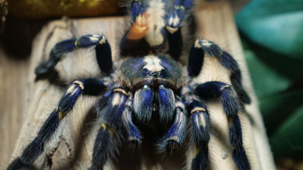 Gooty Sapphire Ornamental Tarantula Caresheet and Bioactive Habitat Maintenance