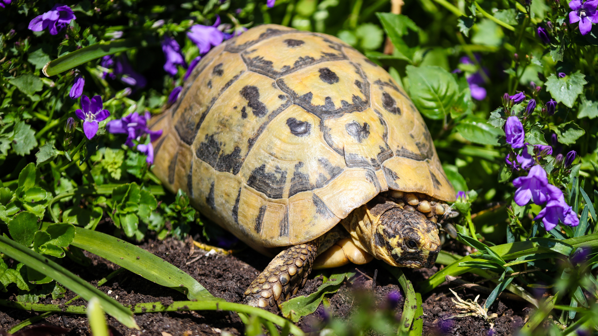 Hermann’s Tortoise Caresheet and Bioactive Habitat Maintenance