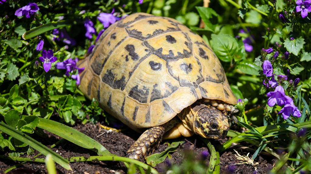 Hermann’s Tortoise Caresheet and Bioactive Habitat Maintenance