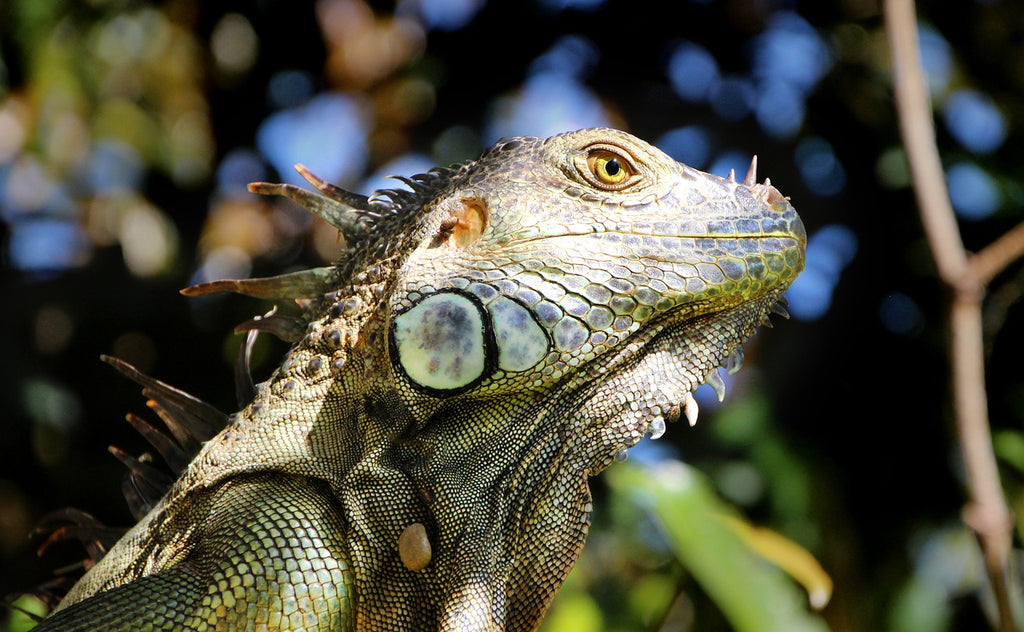 Reptile Vision: What you need to know and how it pertains to your husbandry