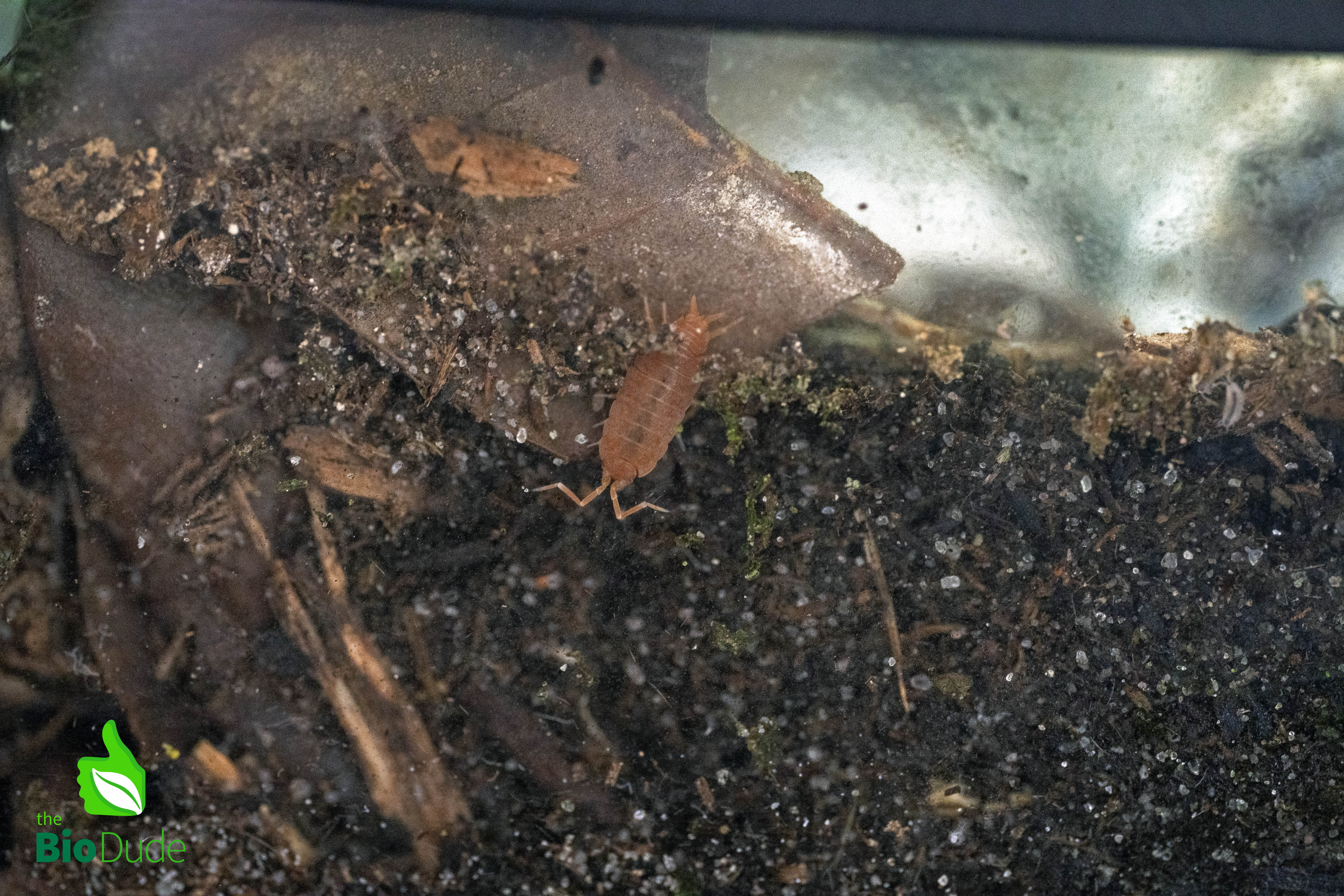 The Nitrogen Cycle and Bioactive Terraria