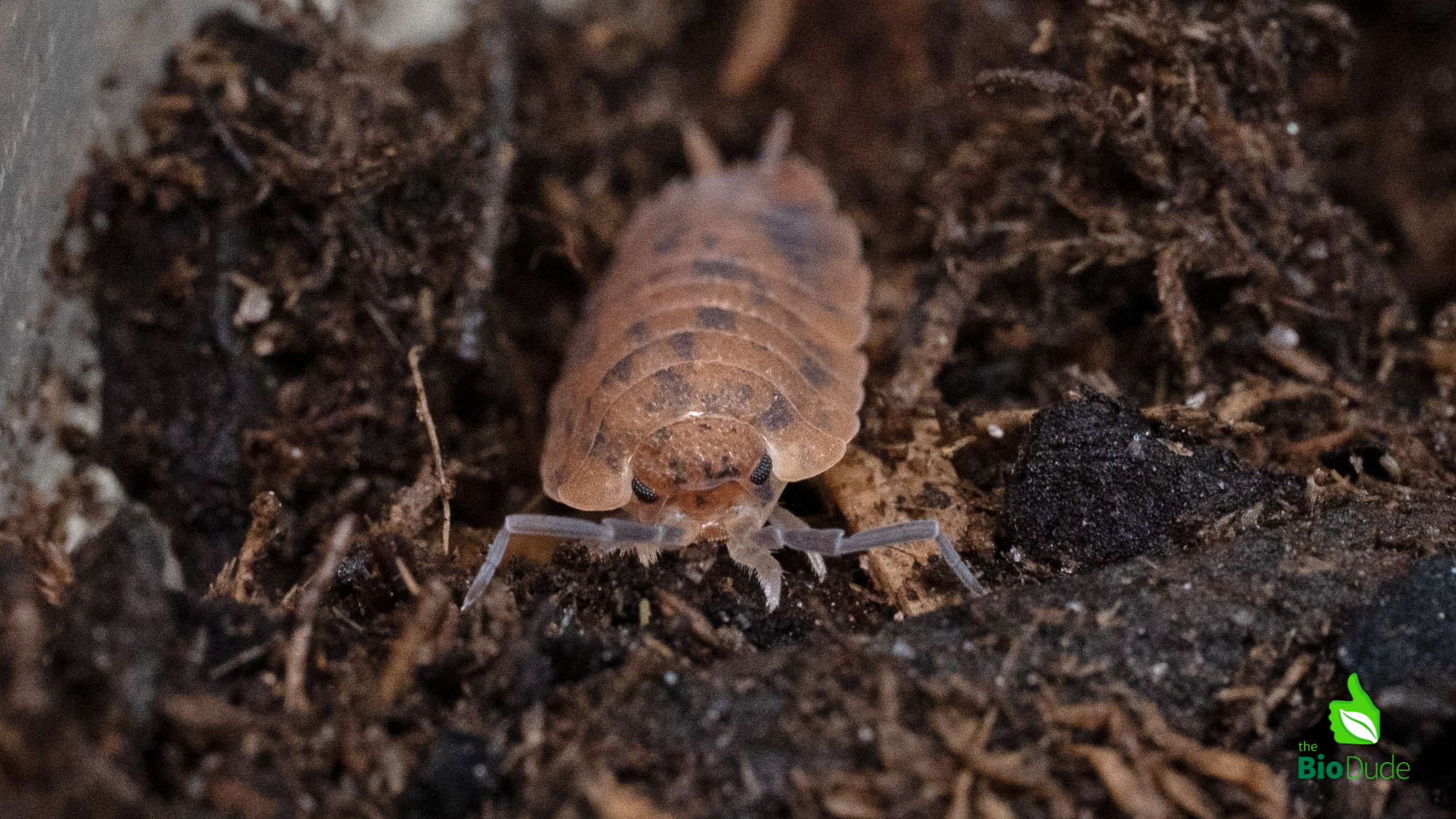 Scaber Isopod Care Sheet