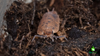 Scaber Isopod Care Sheet