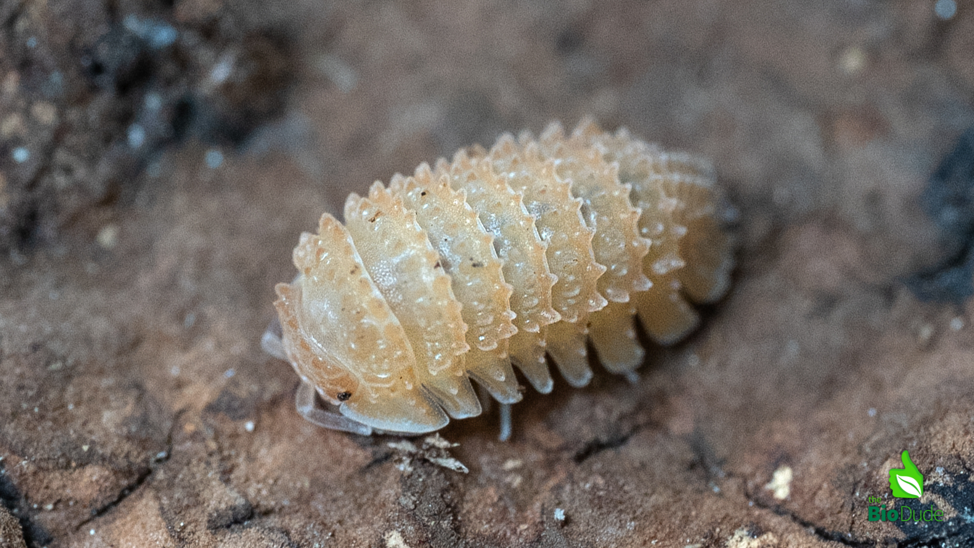 Pineapple Spiky Isopod Care Sheet