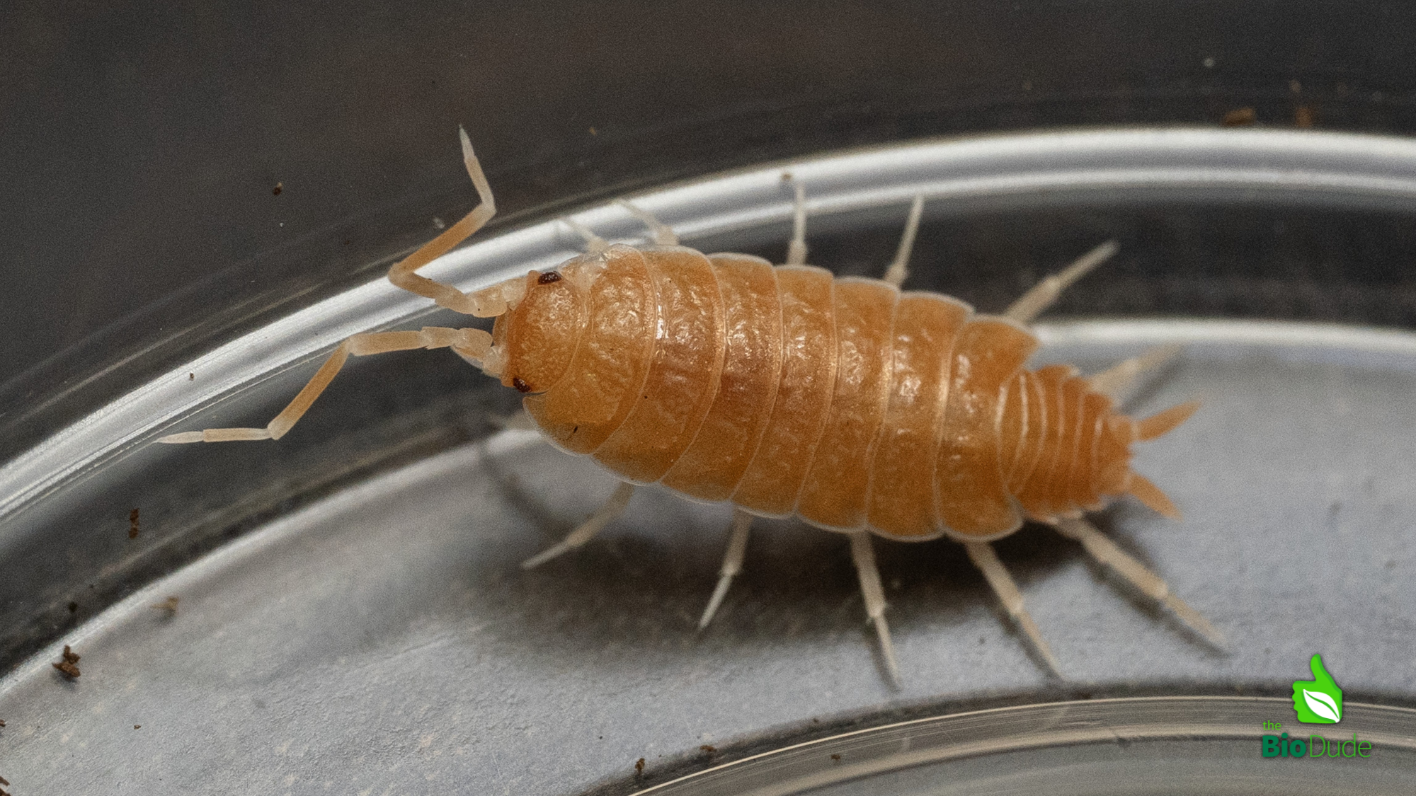 Powder Isopod Care Sheet