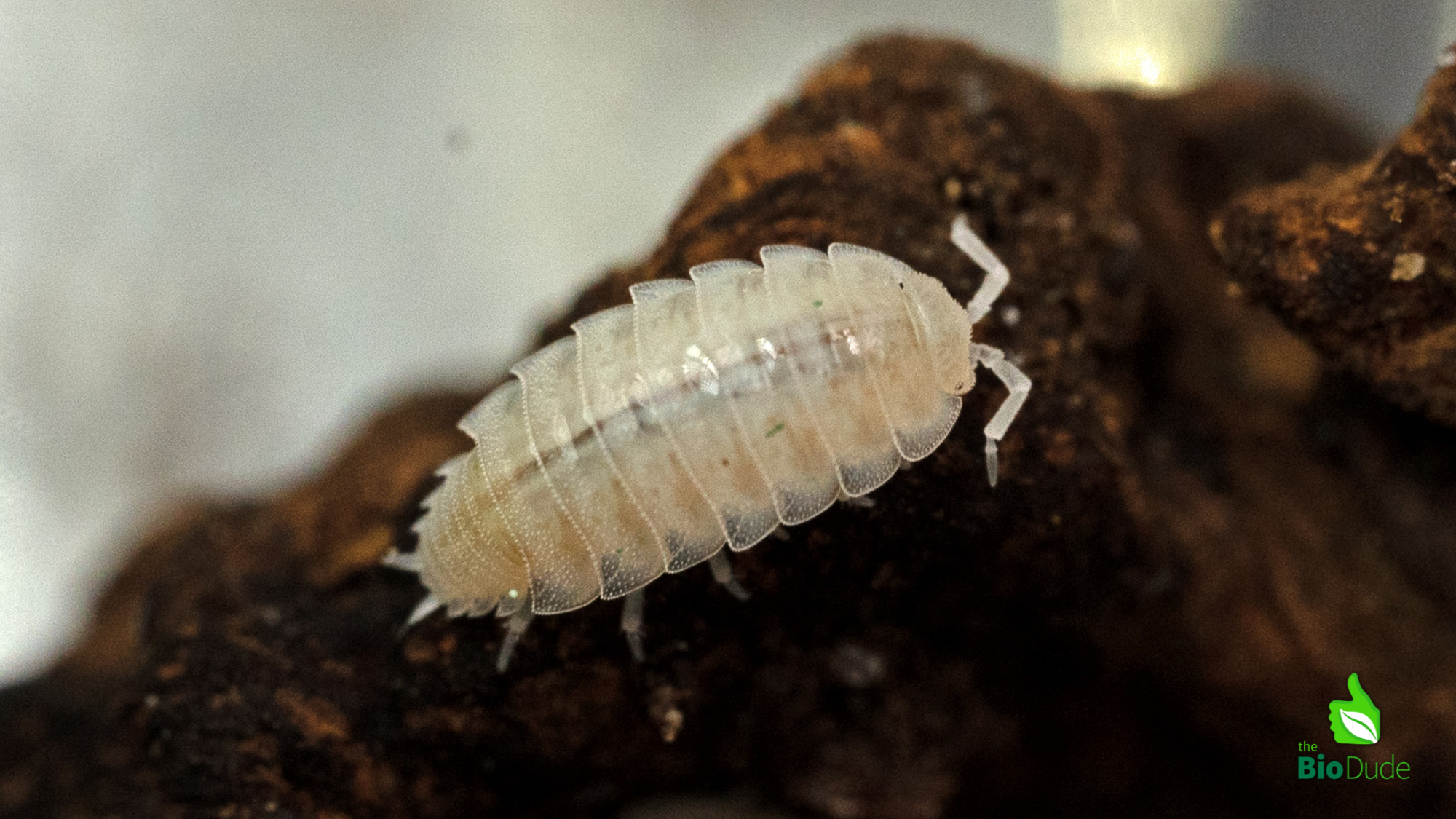 Dwarf White Isopod Care Sheet
