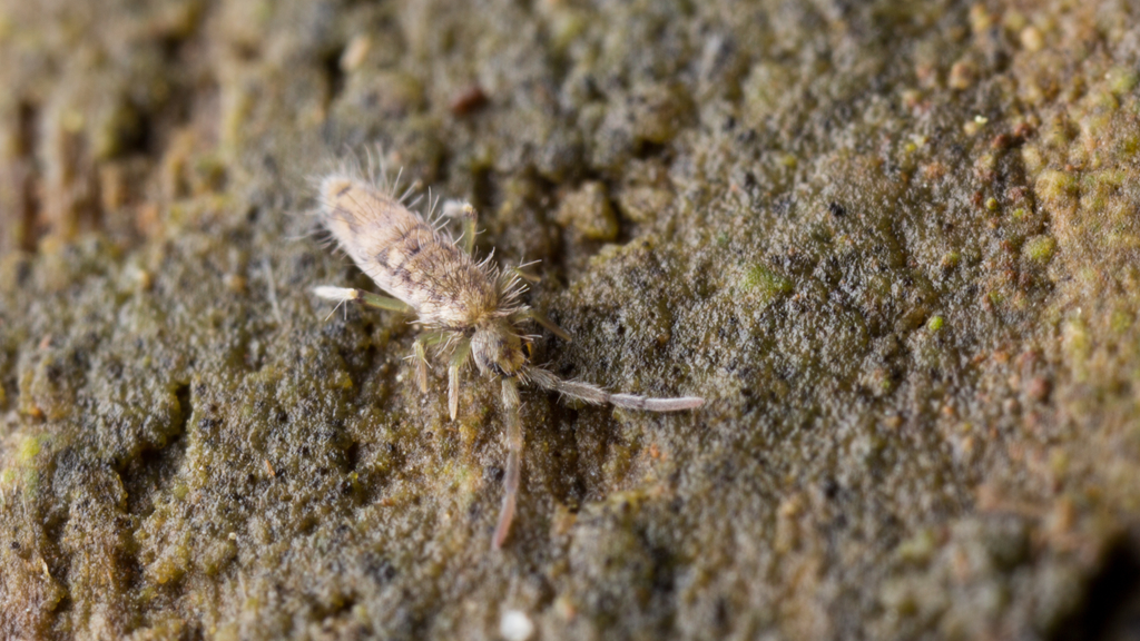 Wild Springtails in Bioactive Setups