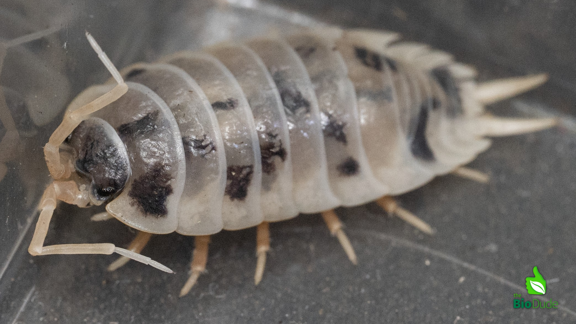 Dairy Cow Isopod Care Sheet