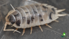 Dairy Cow Isopod Care Sheet