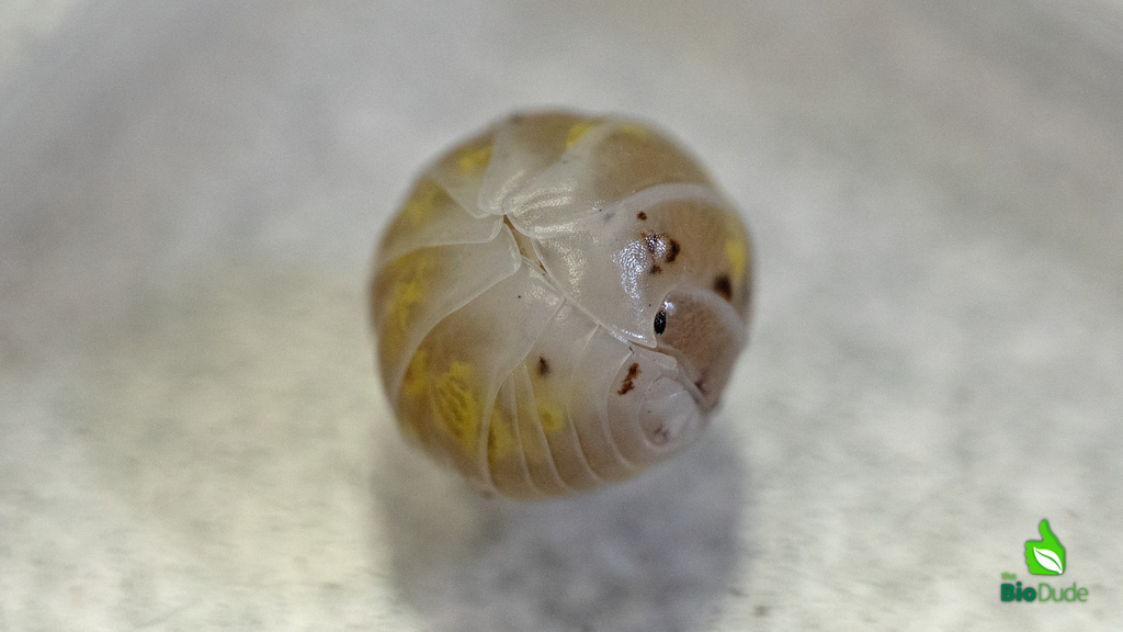 Magic Potion Isopod Care Sheet