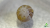 Magic Potion Isopod Care Sheet