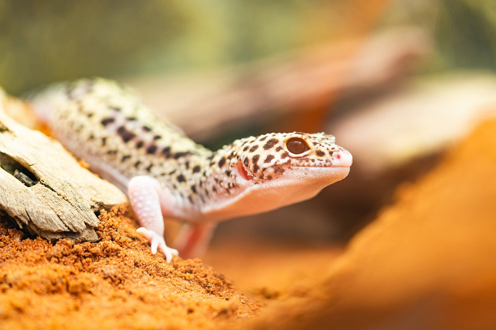 Do substrates cause impaction in reptiles?