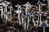 Fungi in Bioactive Setups: Should You Be Worried? 🍄