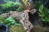 Long-Term Maintenance of Bioactive Habitats: What You Need to Know