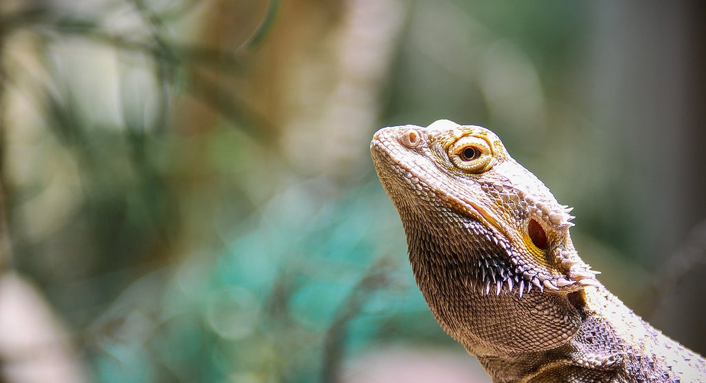 Red Bulbs and Reptiles - Why they are detrimental and can harm your pets photoperiod