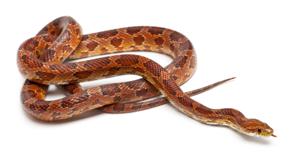 Corn Snake (Pantherophis guttatus) care sheet