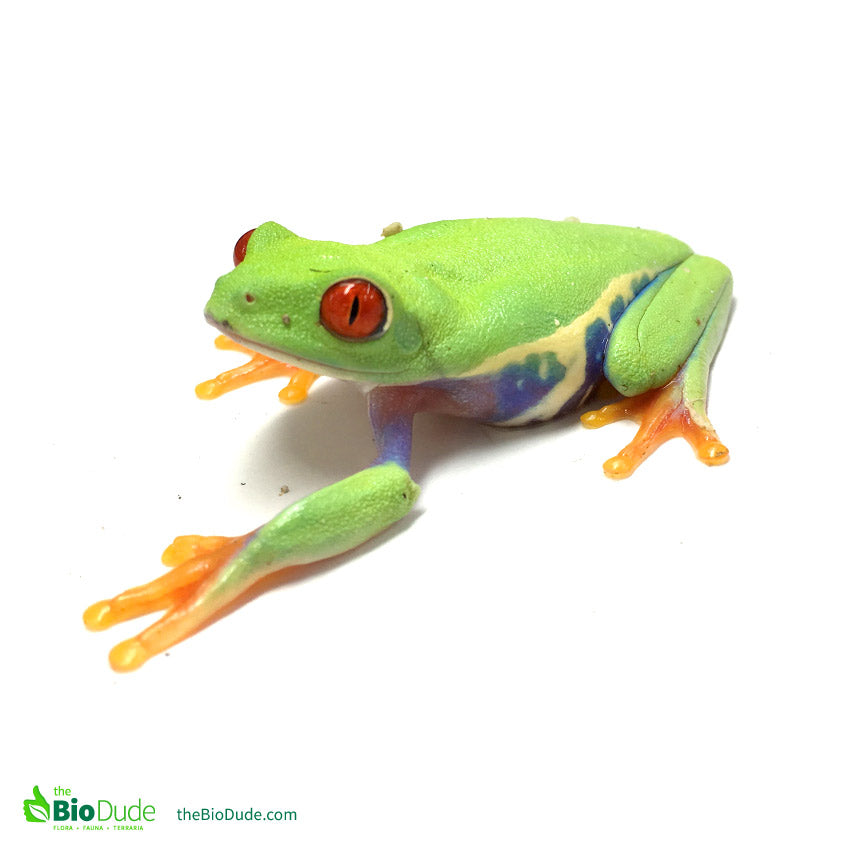 The care and maintenance of the Red Eye Tree Frog
