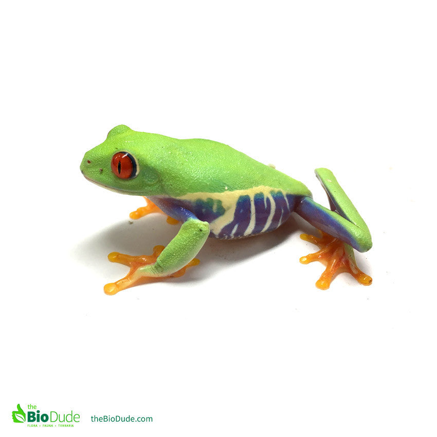 Bioactivity and Red Eyed Tree Frogs