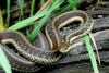 Garter Snake (Thamnophis sp.) Care sheet and guide