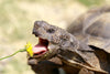 3 Treats Your Herbivorous Reptile Will Go Wild For!
