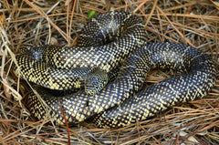 Care Sheet for a Florida Kingsnake (Lampropeltis getula floridana