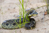 Eastern Hognose Snake (Heterodon platirhinos) caresheet and bioactive terrarium maintenance