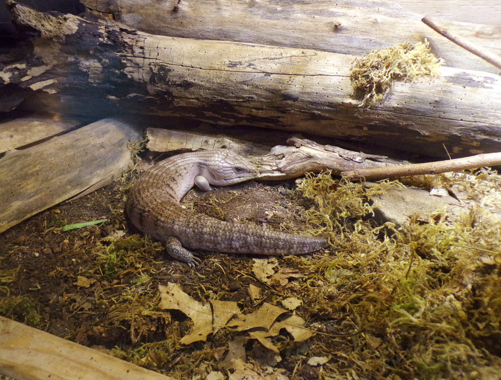 Care and Maintenence of the Northern Blue Tongue Skink