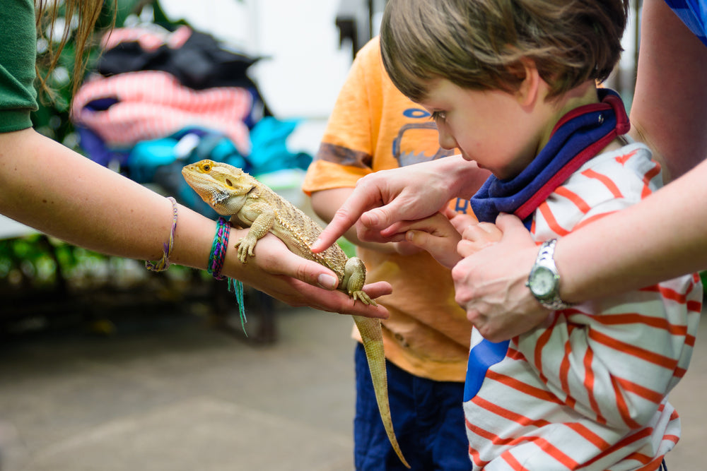 How to safely introduce your kids to reptiles