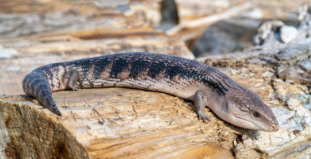 Eastern Blue Tongue Skink Caresheet and Bioactive Maintenance – The Bio Dude