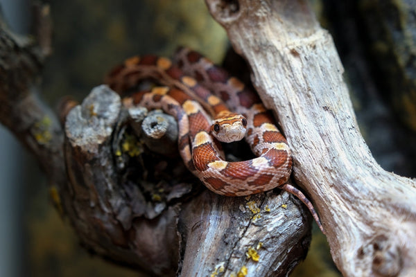 Corn Snake Habitat In The Wild
