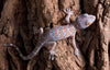 Tokay Gecko (Gekko gecko) Care Sheet