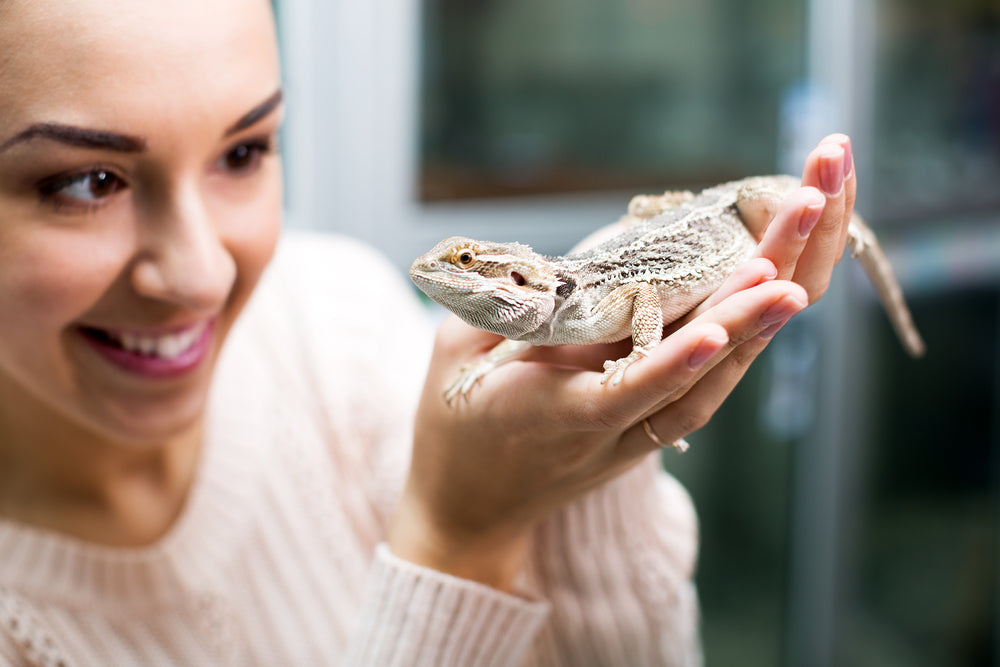 What do I need to know before getting my first reptile?
