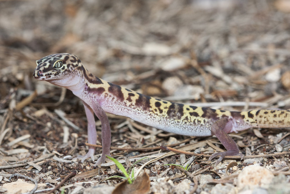 Western Banded Gecko (Coleonyx variegatus) Bioactive Terrarium Setup and Care