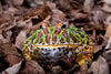 Care and bioactive maintenance of the Pacman Frog