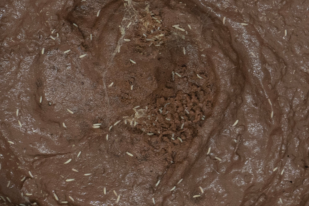 Springtails: The Essential Cleanup Crew for Bioactive Habitats – The ...