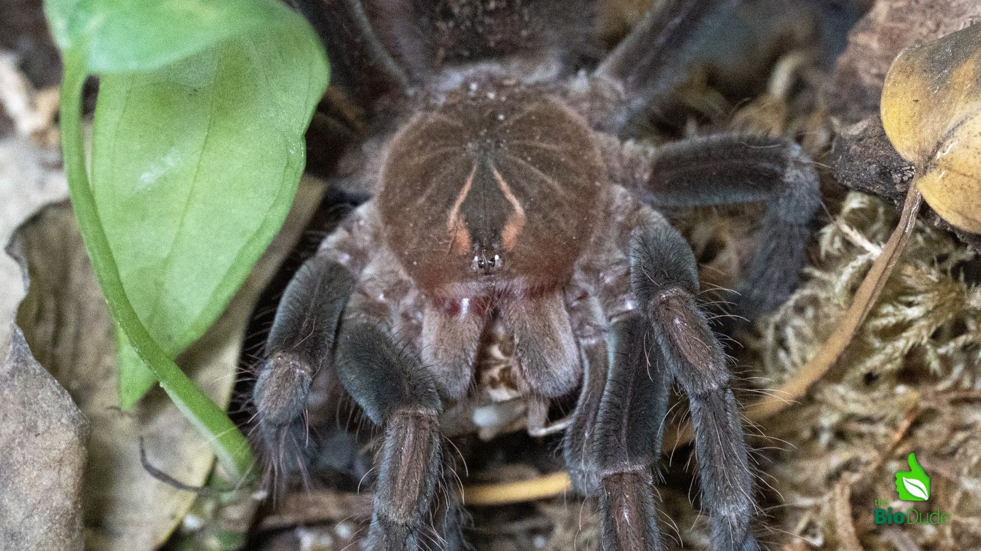 How Do Tarantulas Eat?