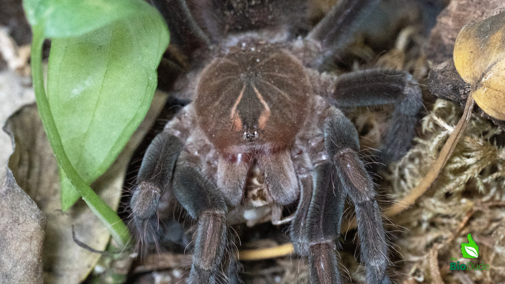 How Do Tarantulas Eat?