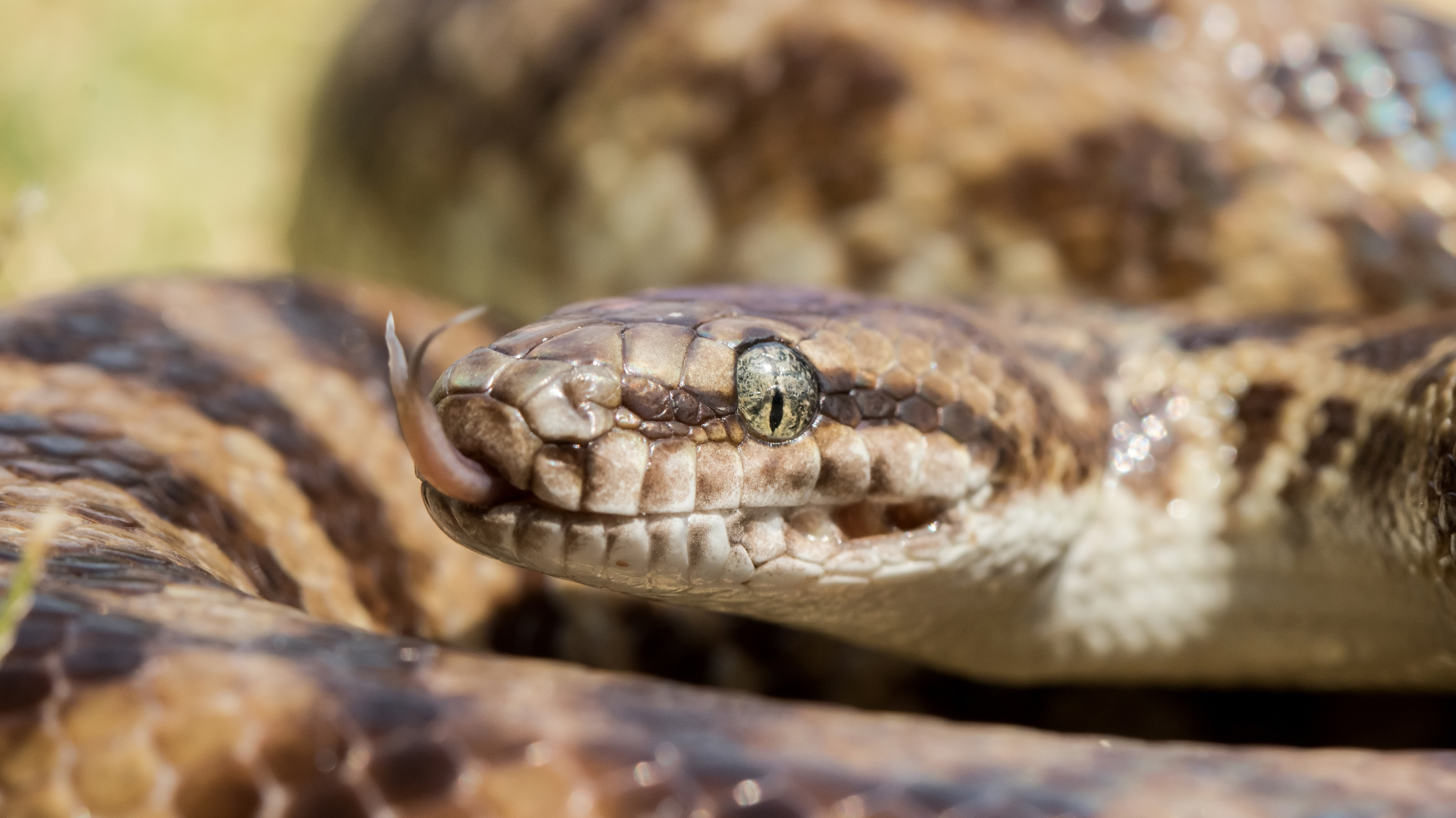 Stimson’s Python Caresheet and Bioactive Habitat Maintenance