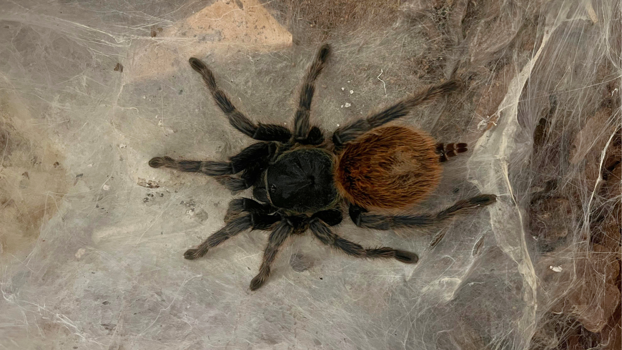 How to Sex Male vs. Female Tarantulas